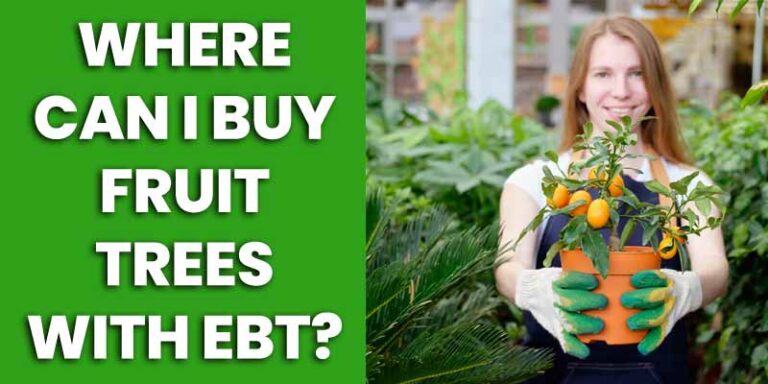 Where Can I Buy Fruit Trees with EBT